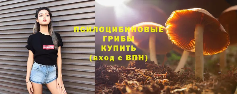 omg зеркало  Геленджик  Галлюциногенные грибы Magic Shrooms  закладки 